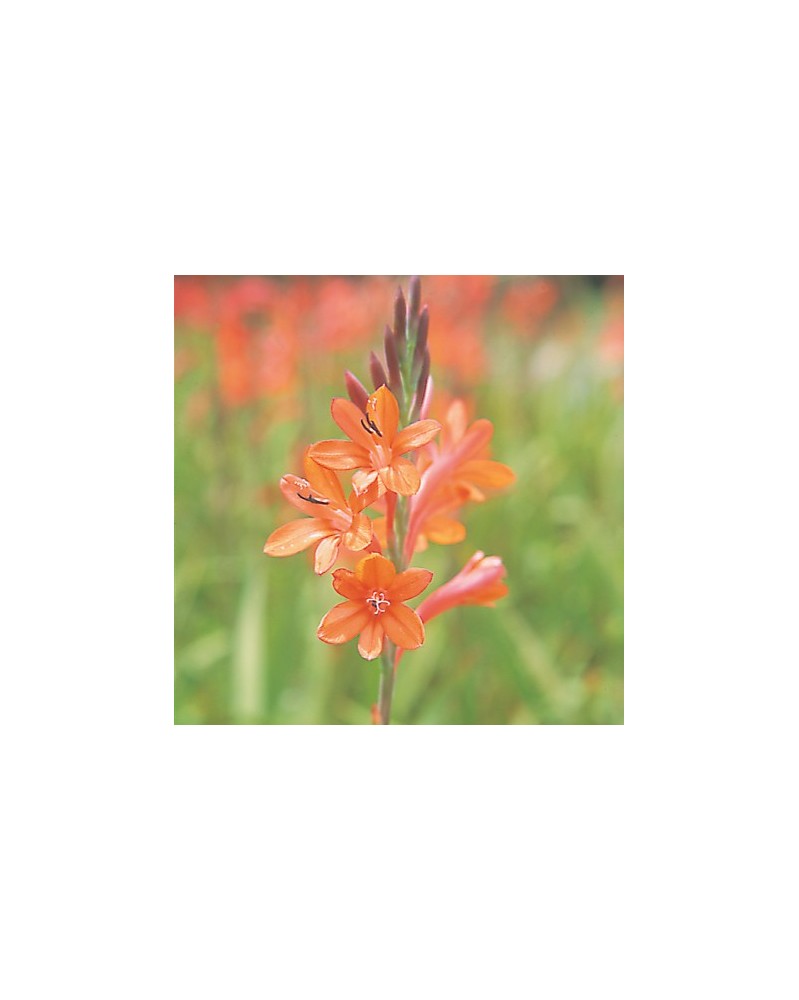 Orange Watsonia