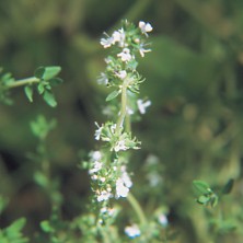 Oreganum