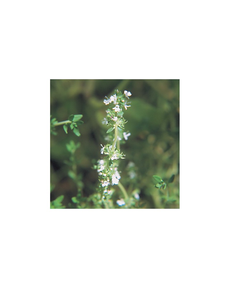 Oreganum
