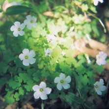 Oxalis