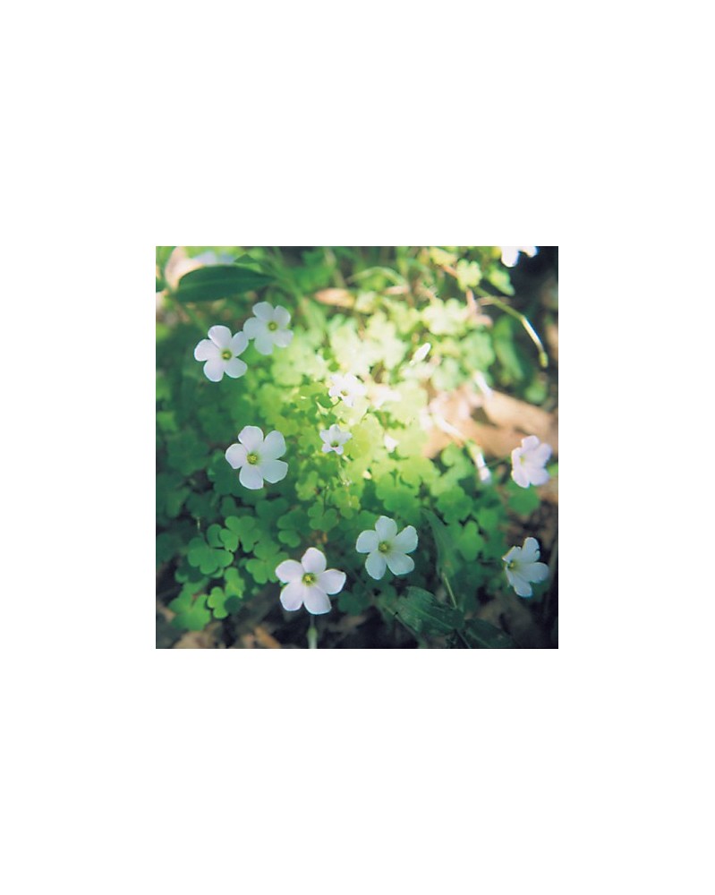 Oxalis