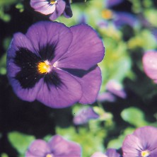 Pansy