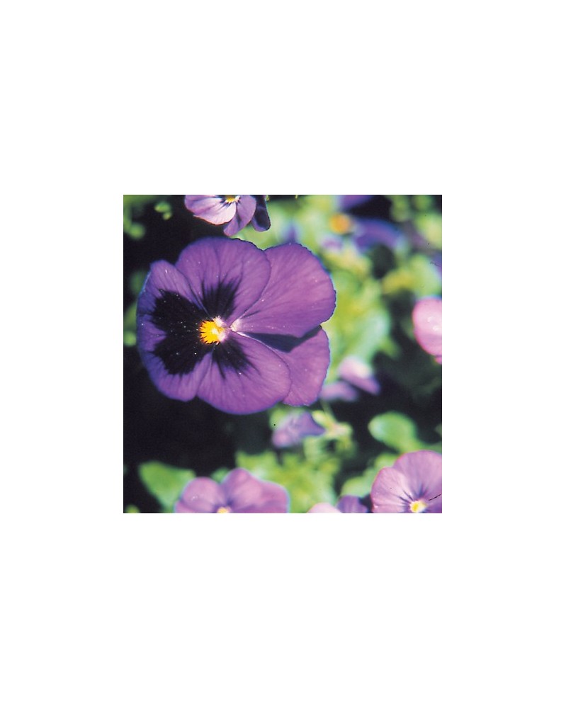 Pansy
