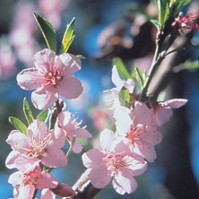 Peach