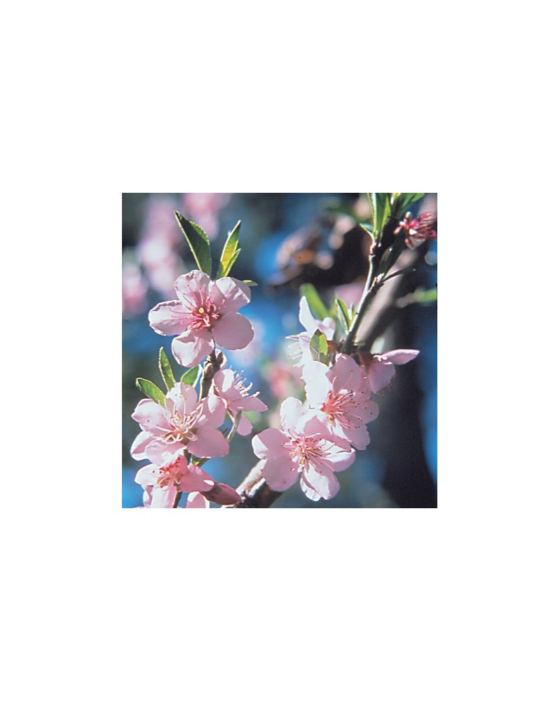 Peach