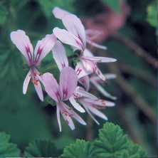Pelargonium