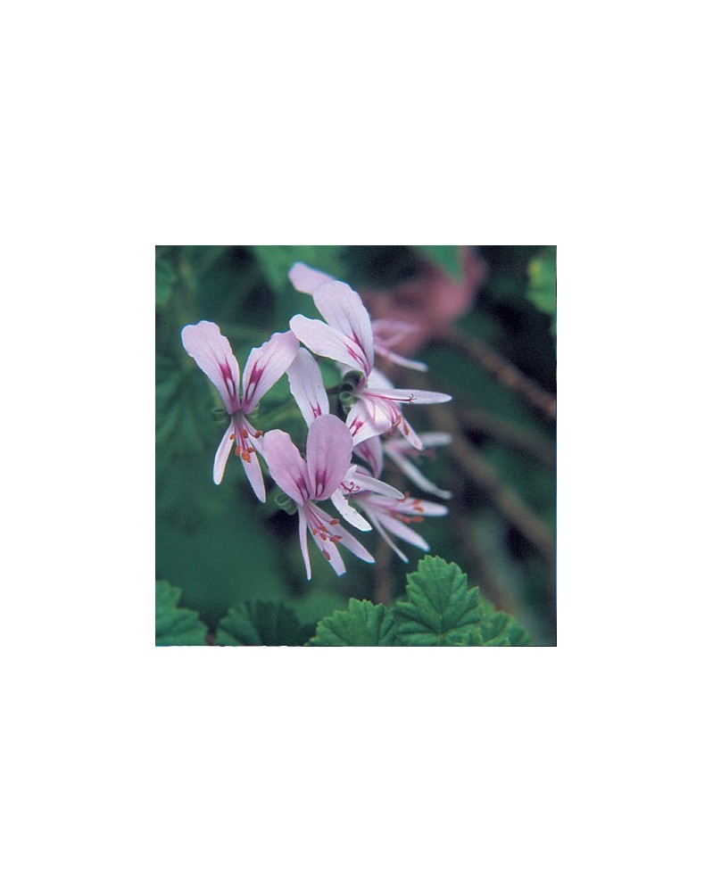 Pelargonium