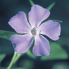 Periwinkle