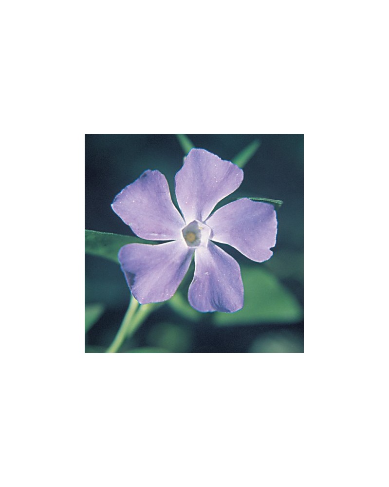 Periwinkle