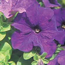 Petunia