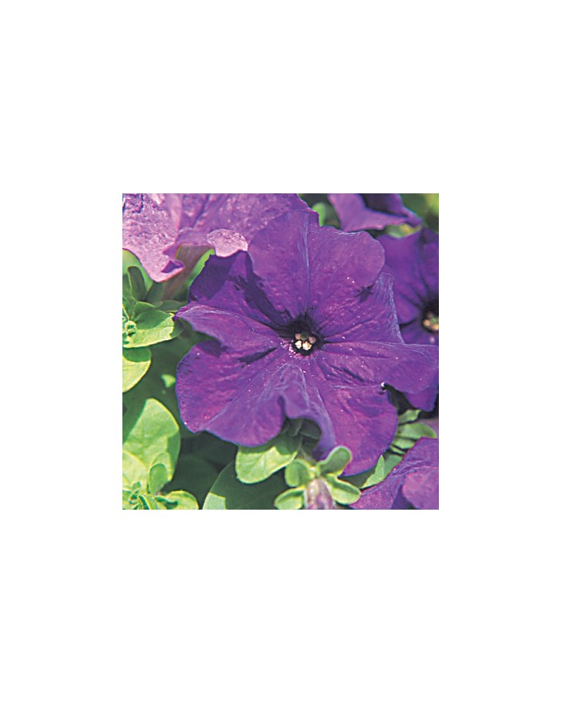 Petunia