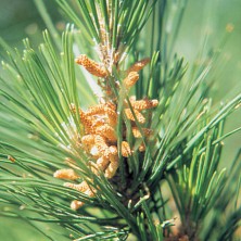 Pine