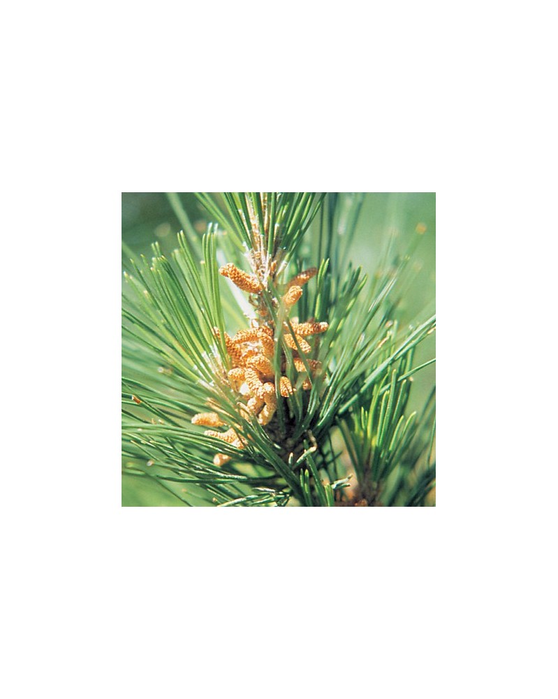 Pine