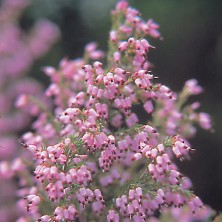 Pink Bell Heather