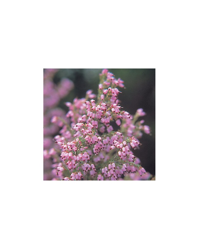 Pink Bell Heather