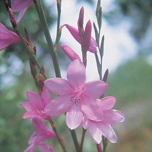 Pink Watsonia