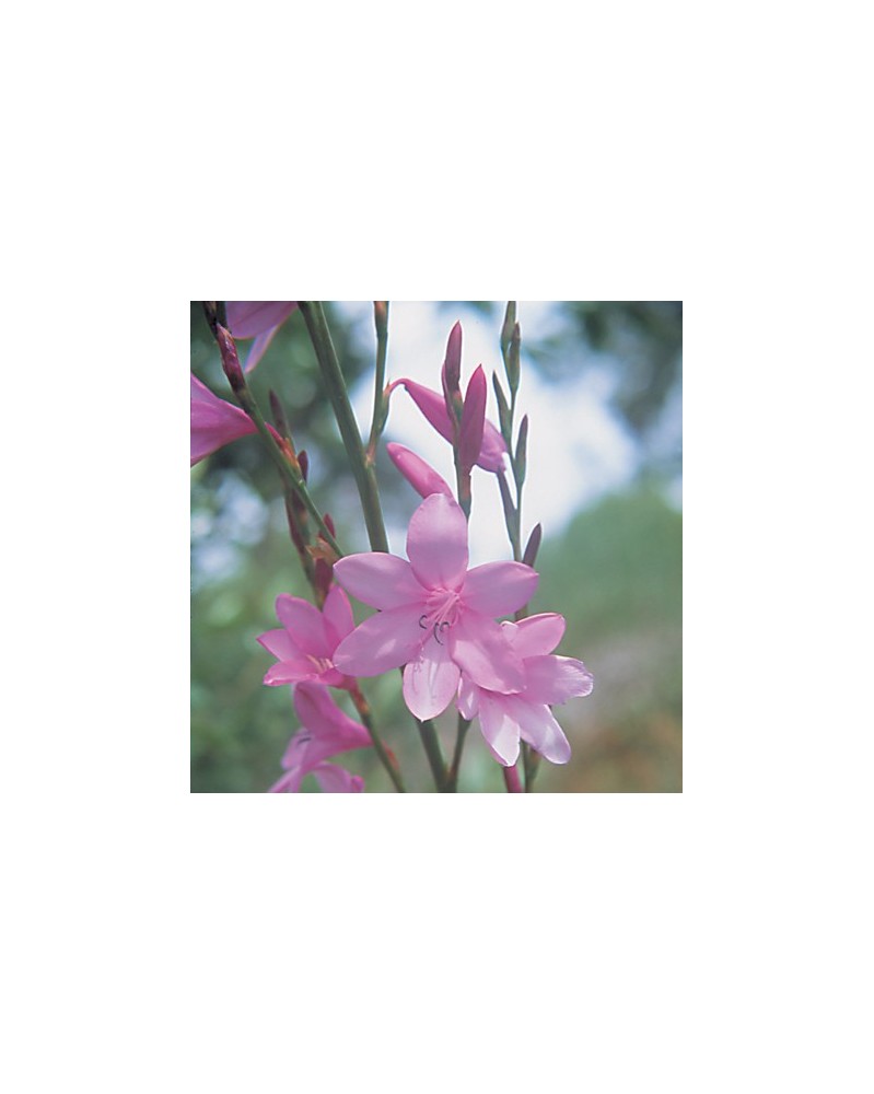 Pink Watsonia