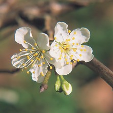 Plum