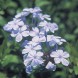 Plumbago