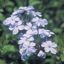 Plumbago