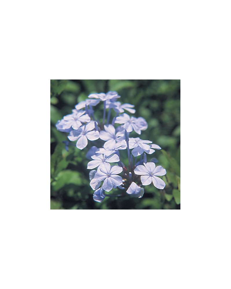 Plumbago