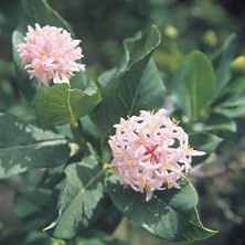 Pompom Tree