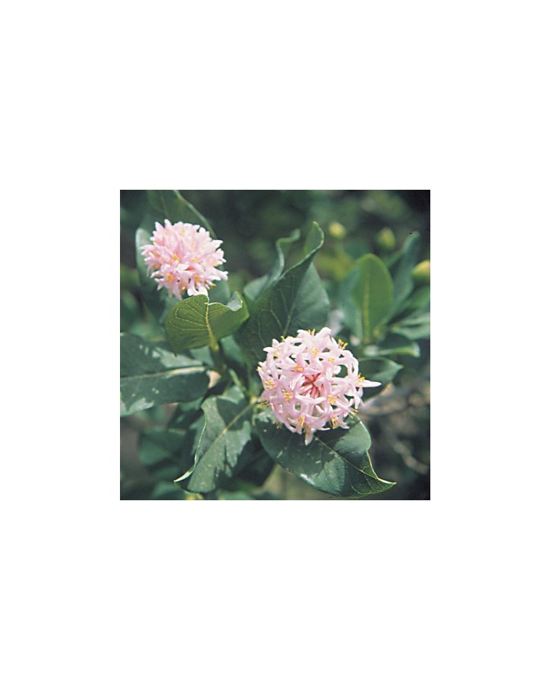 Pompom Tree