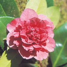 Red Camellia