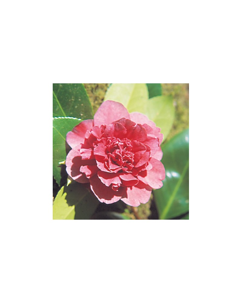 Red Camellia