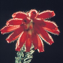 Red Erica