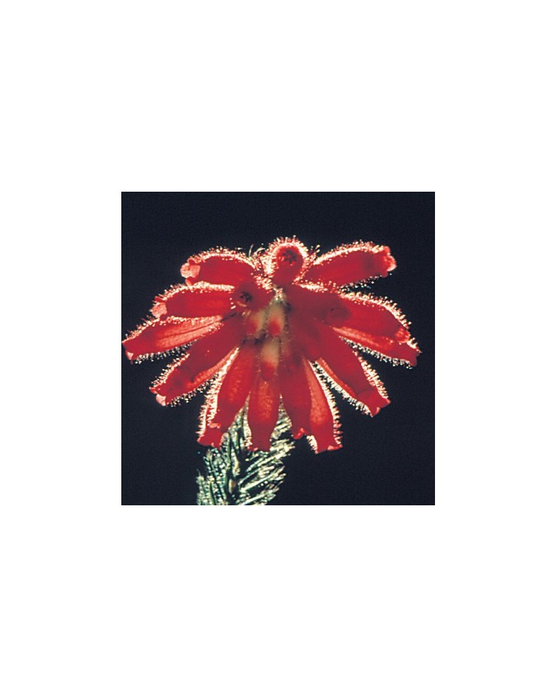Red Erica
