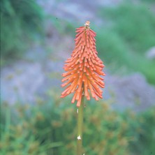 Red Hot Poker
