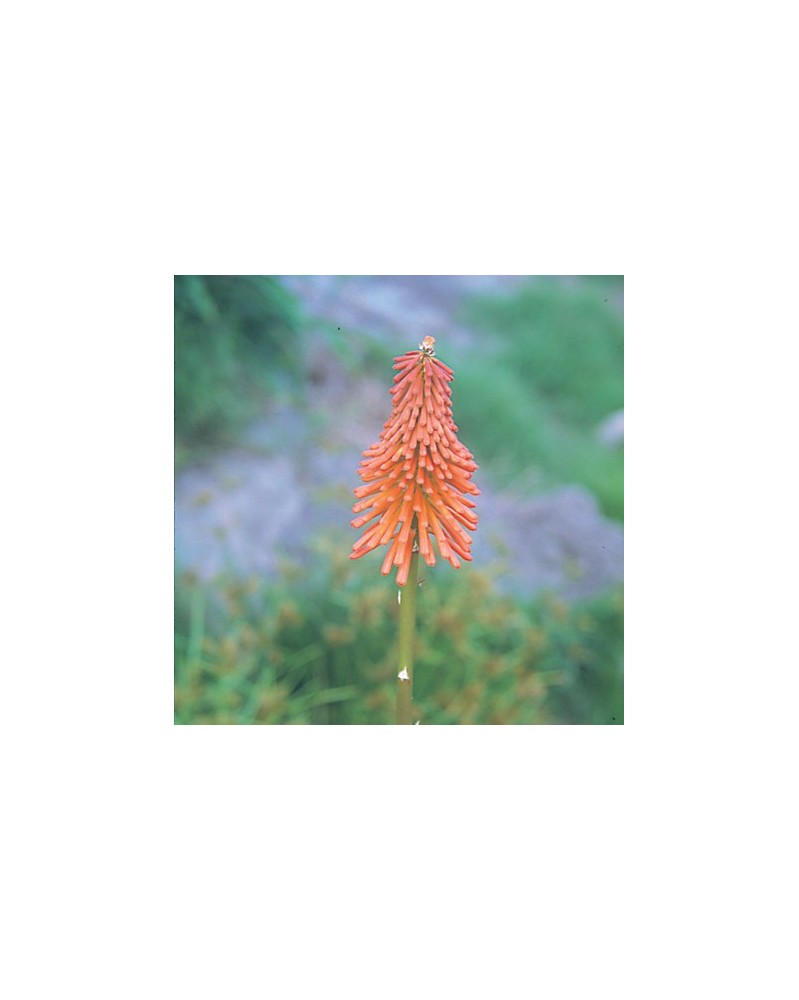 Red Hot Poker