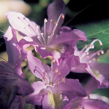 Rhododendron