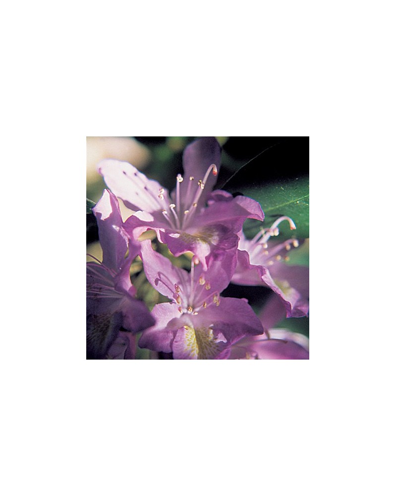 Rhododendron
