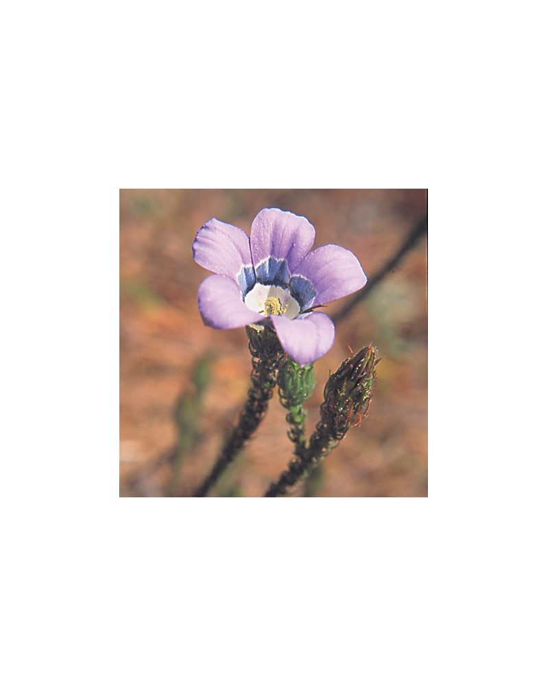 Roella