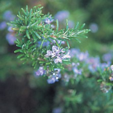 Rosemary