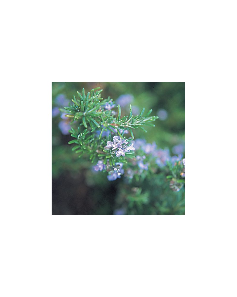 Rosemary