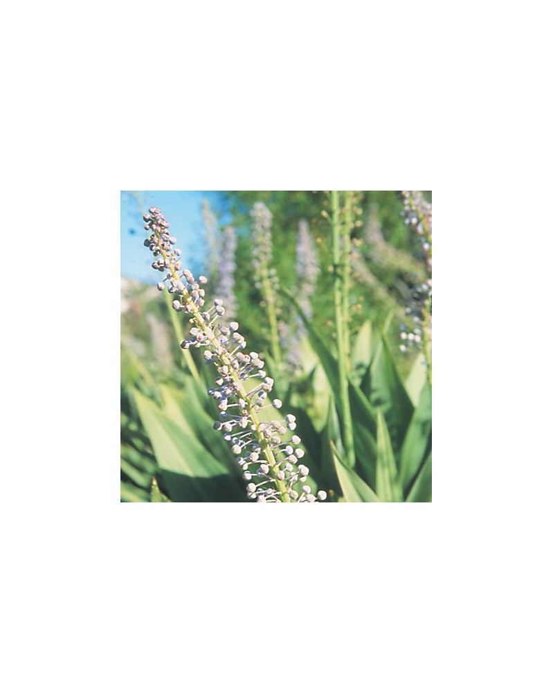 Scilla
