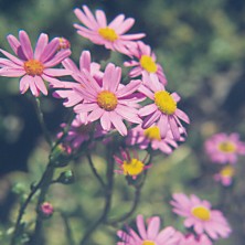Senecio