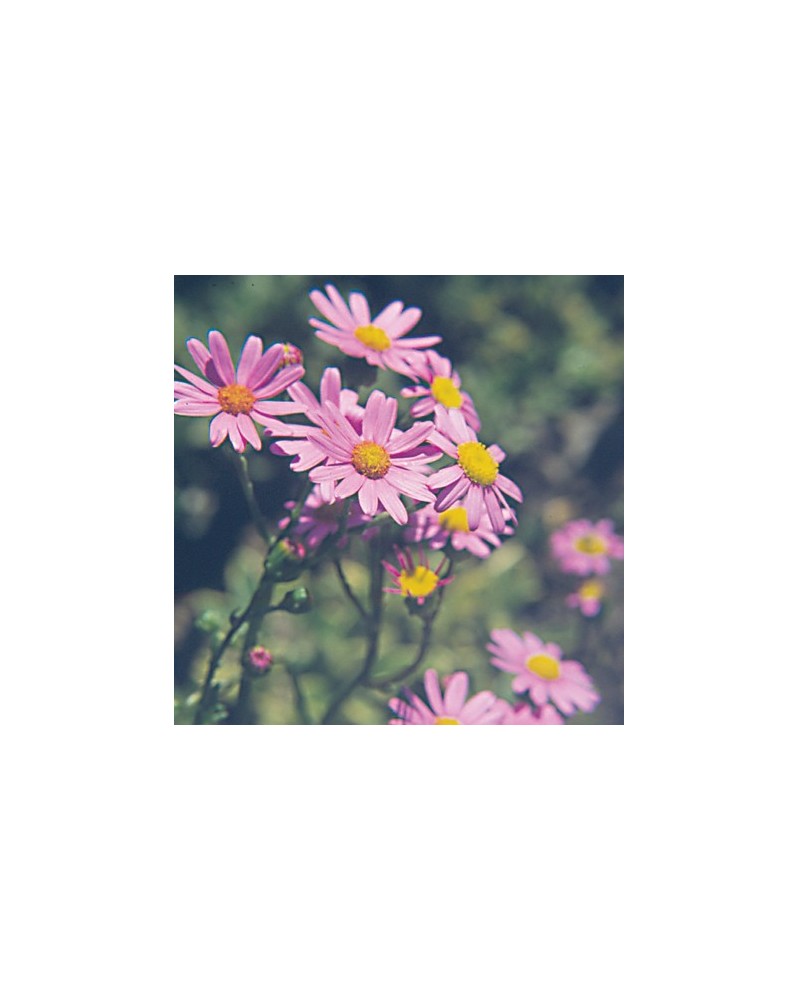 Senecio