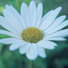 Shasta Daisy