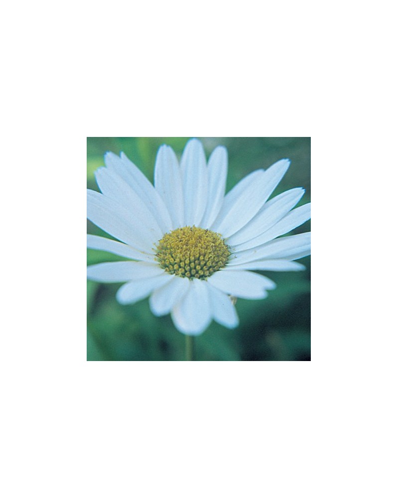 Shasta Daisy