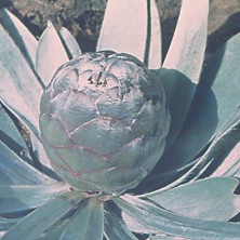 Silverleaf
