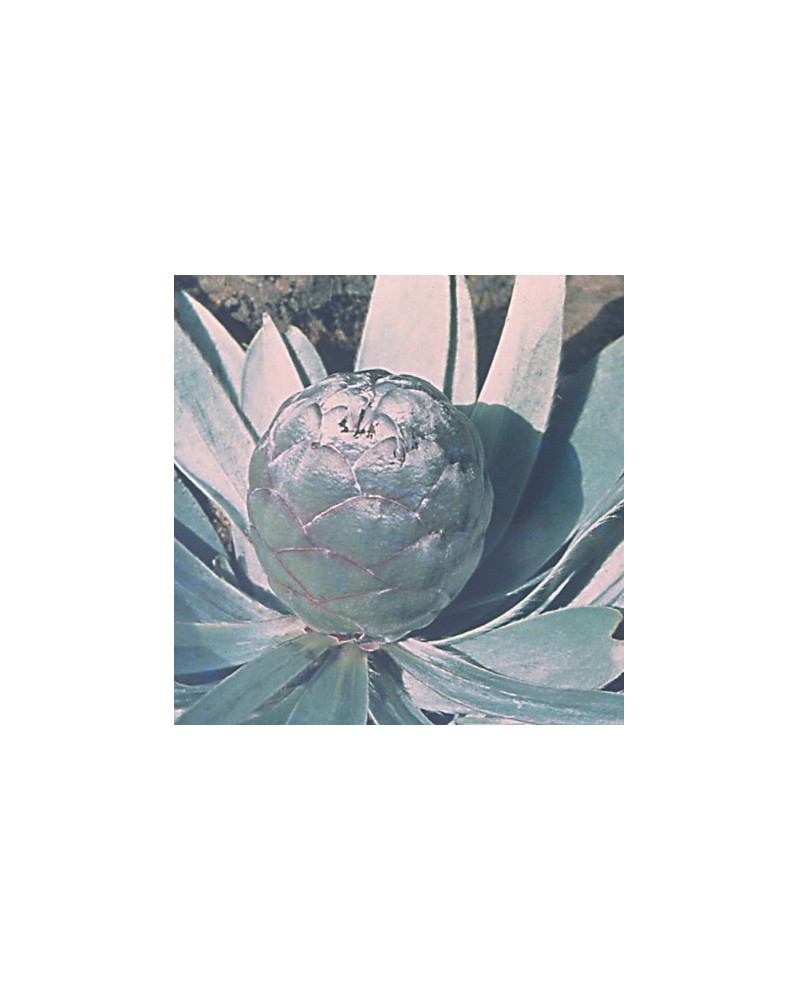 Silverleaf