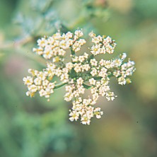 Sonderina