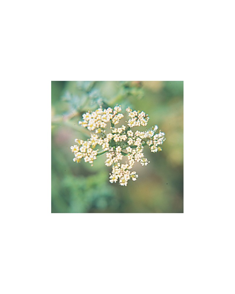 Sonderina