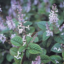 Spur Flower