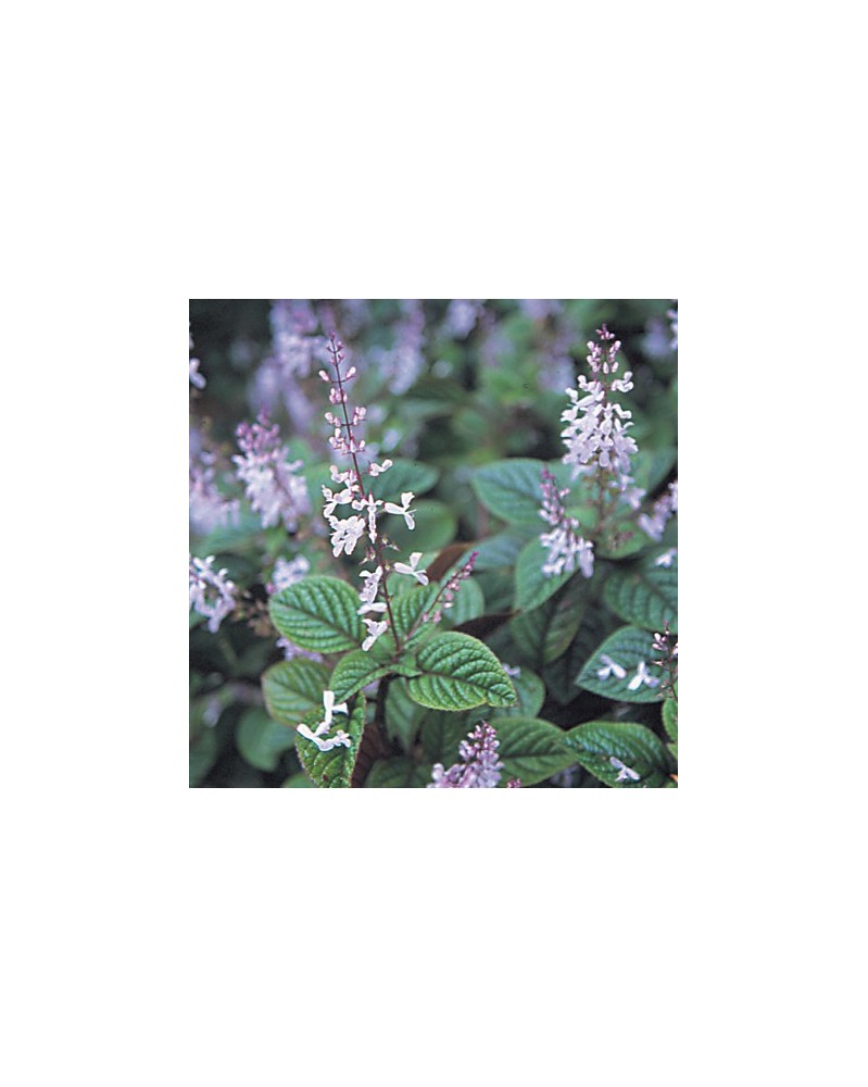 Spur Flower