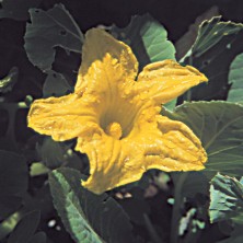 Squash